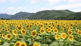 ひまわり畑（関西）おすすめスポットや時期をまとめ！名所や穴場も