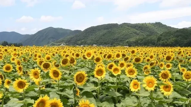 ひまわり畑（関西）おすすめスポットや時期をまとめ！名所や穴場も