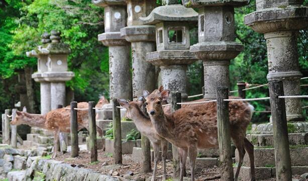 奈良県のパワースポットで最強の場所は？定番から穴場まで紹介