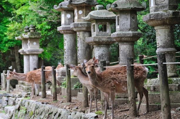 奈良県のパワースポットで最強の場所は？定番から穴場まで紹介